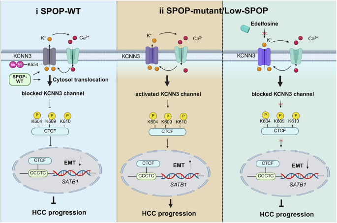 how long it takes for glutathione sepharose to settle Bro1 proteins determine tumor immune evasion and metastasis by controlling secretion or degradation of multivesicular bodies: Developmental Cell Kinase condensates enrich ATP and