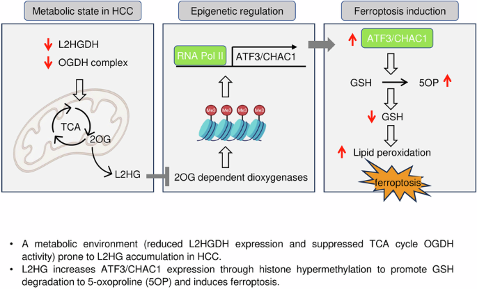 how to cycle l-glutathione Glutathione - an overview How to Increase Cellular Glutathione