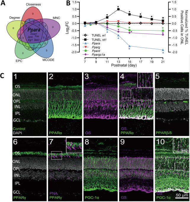 PGC-1α and PPARs cooperatively mediate photoreceptor neuroprotection in rd1 mouse inherited retinal degeneration