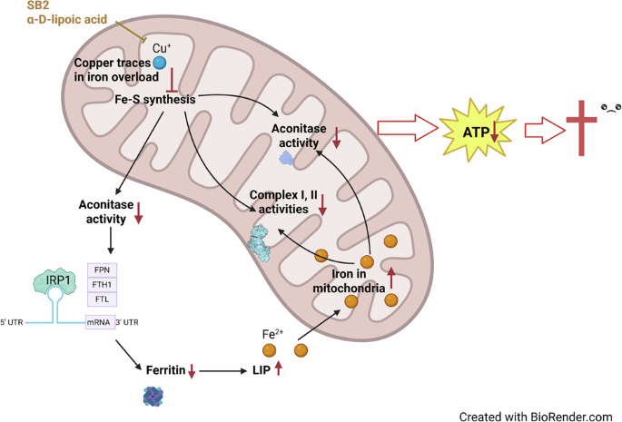 glutathione reductase in caco-2 cells differentiated Cuproptosis iron overload hepatocytes vitamin b12 injection marietta