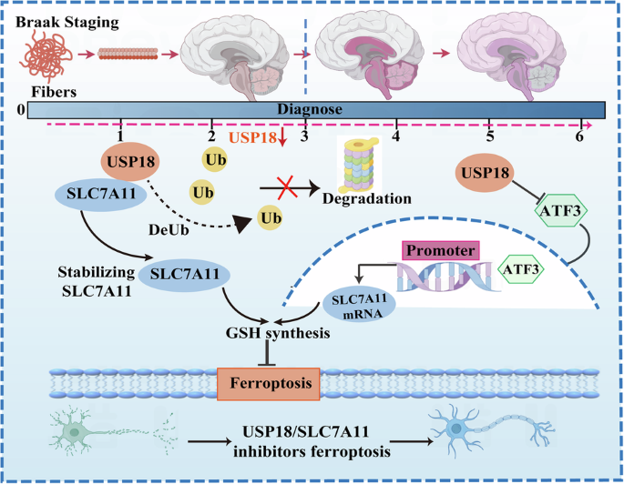 USP18 suppresses dopaminergic neuronal ferroptosis in Parkinson’s disease through regulation of SLC7A11
