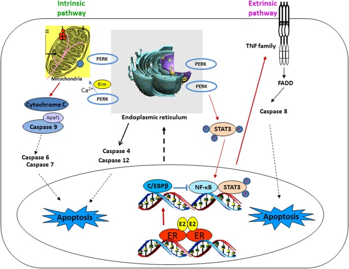 Modulation of nuclear factor-kappa B activation by the endoplasmic  reticulum stress sensor PERK to mediate estrogen-induced apoptosis in  breast cancer cells | Cell Death Discovery