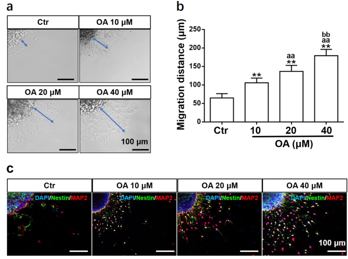 Oleanolic acid enhances neural stem cell migration, proliferation, and differentiation in vitro by i