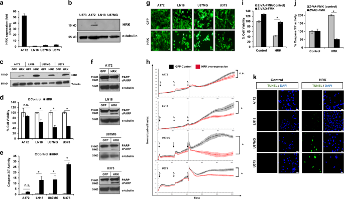 The pro-apoptotic Bcl-2 family member Harakiri (HRK) induces cell death in  glioblastoma multiforme | Cell Death Discovery