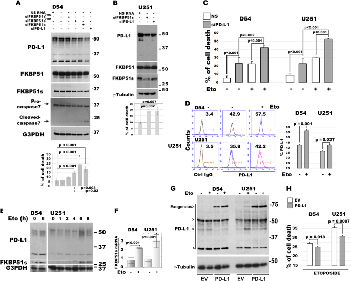 The Splicing Fk506 Binding Protein 51 Isoform Plays A Role In Glioblastoma Resistance Through Programmed Cell Death Ligand 1 Expression Regulation Cell Death Discovery
