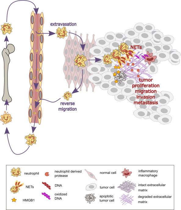 chronic inflammation and cancer