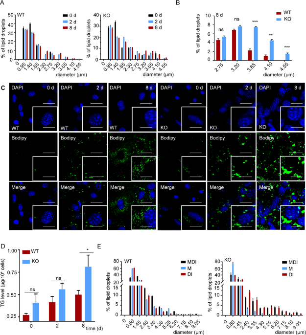 Oxysterol-binding protein-like 2 contributes to the developmental progression of preadipocytes by binding to β-catenin