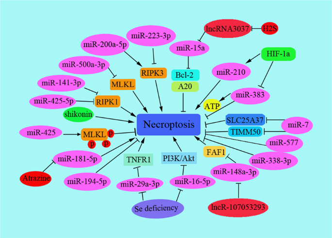 Non-coding RNAs in necroptosis, pyroptosis and ferroptosis in cancer metastasis