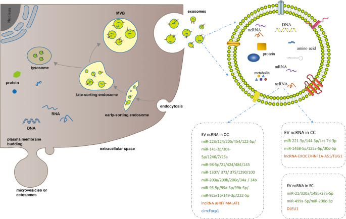 The functions and potential roles of extracellular vesicle noncoding rnas in gynecological malignancies