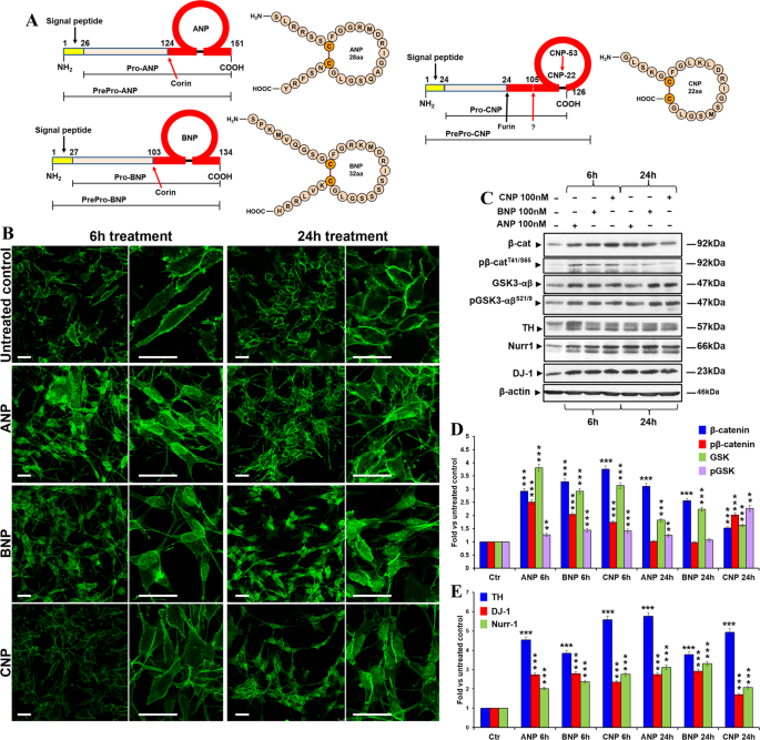 Natriuretic peptides are neuroprotective on in vitro models of PD and  promote dopaminergic differentiation of hiPSCs-derived neurons via the  Wnt/β-catenin signaling | Cell Death Discovery