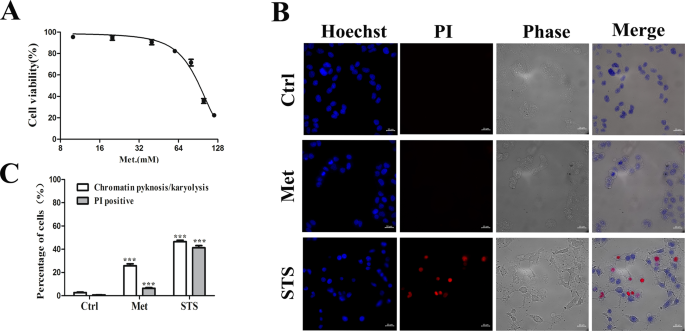 Bak instead of bax plays a key role in metformin-induced apoptosis s in hct116 cells