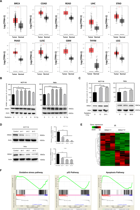 Knockdown of RRM1 in tumor cells promotes radio-/chemotherapy induced ferroptosis by regulating p53 ubiquitination and p21-GPX4 signaling axis | Cell Death Discovery