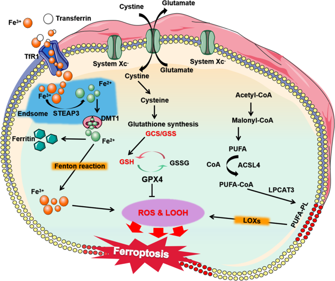 glutathione and cardiovascular disease Emerging roles of ferroptosis in cardiovascular diseases