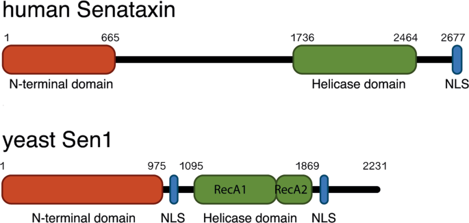 Senataxin and R-loops homeostasis: multifaced implications in carcinogenesis | Cell Death Discovery senataxin-and-r-loops-homeostasis-multifaced-implications-in-carcinogenesis-cell-death-discovery