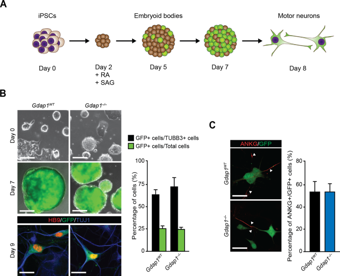 CRISPR-Cas9 correction of OPA1 c.1334G>A: p.R445H restores mitochondrial homeostasis in dominant optic atrophy patient-derived iPSCs - ScienceDirect