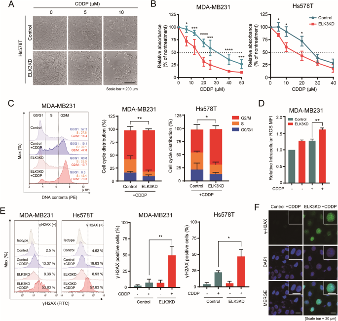 The ELK3-DRP1 axis determines the chemosensitivity of triple-negative breast cancer cells to CDDP by regulating mitochondrial dynamics
