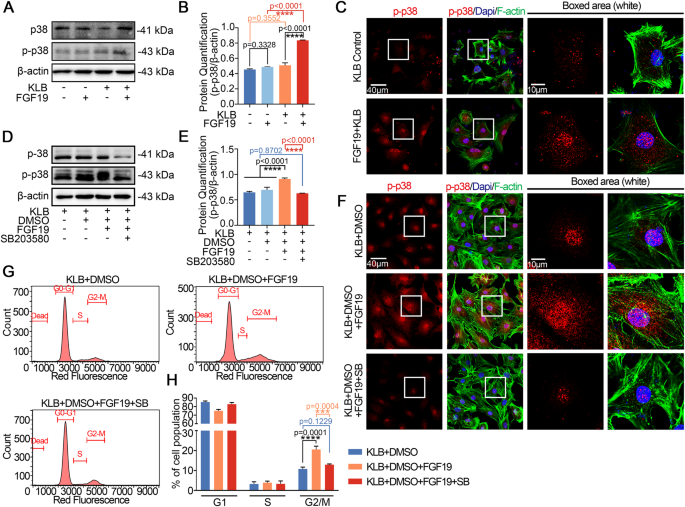 Replicatively senescent cells are arrested in G1 and G2 phases - Figure F1