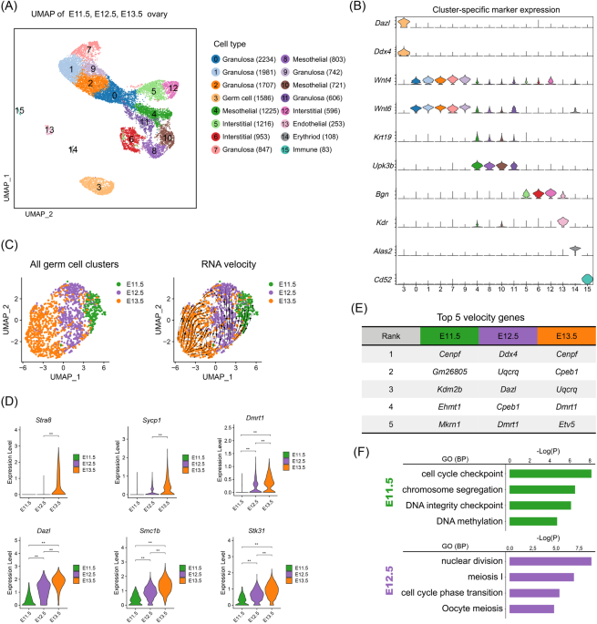 In vitro oogenesis from murine premeiotic germ cells using a new three-dimensional culture system