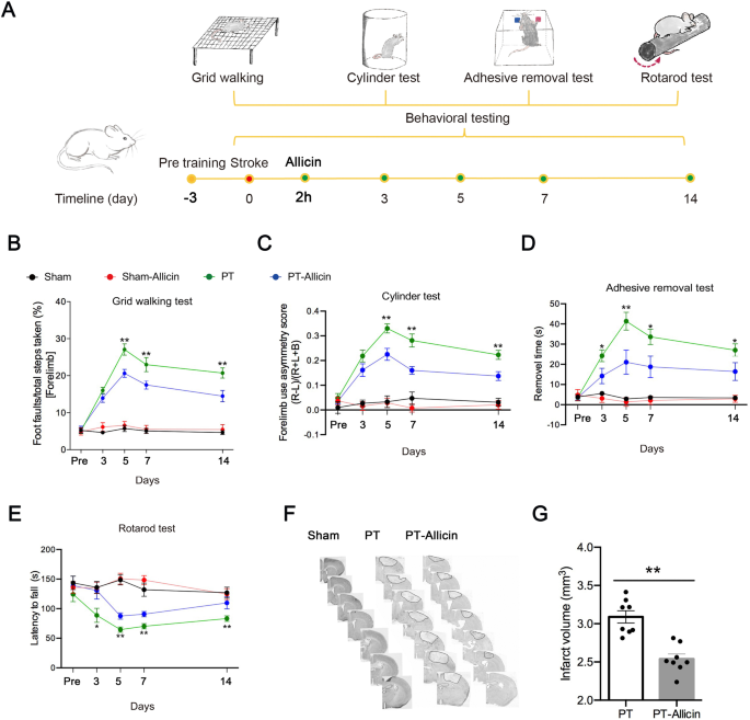 glutathione stroke recovery Allicin promotes functional recovery in ischemic stroke via glutathione  peroxidase-1 activation of Src-Akt-Erk