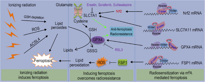 Regulation of m6A modification on ferroptosis and its potential significance in radiosensitization |