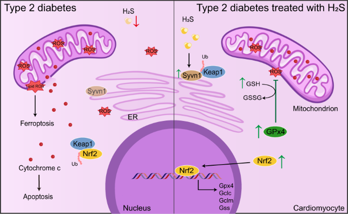 glutathione ulcer Role of acid back-diffusion, glutathione, oxyradical, and histamine in  antral hemorrhagic ulcer in rats: The protective effect of lysozyme  chloride and antioxidants