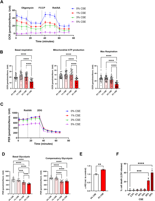 cigarette smoke mitochondrial depolarization lung epithelial cells Cigarette smoke causes a bioenergetic crisis in RPE cells involving the  downregulation of HIF-1α under normoxia