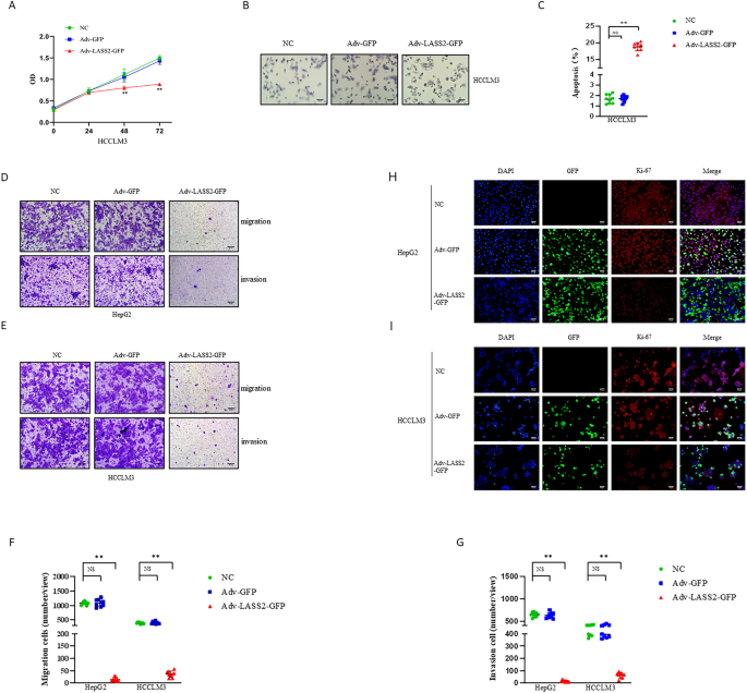 Lass2 enhances p53 protein stability and nuclear import to suppress liver cancer progression through interaction with mdm2/mdmx