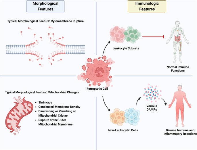 glutathione peroxidase define Insights into the Role of Glutathione Peroxidase 3 in Non-Neoplastic  Diseases