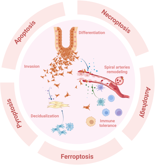 The regulated cell death at the maternal-fetal interface: beneficial or  detrimental? | Cell Death Discovery