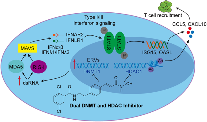 Dual inhibitors of DNMT and HDAC induce viral mimicry to induce antitumour  immunity in breast cancer