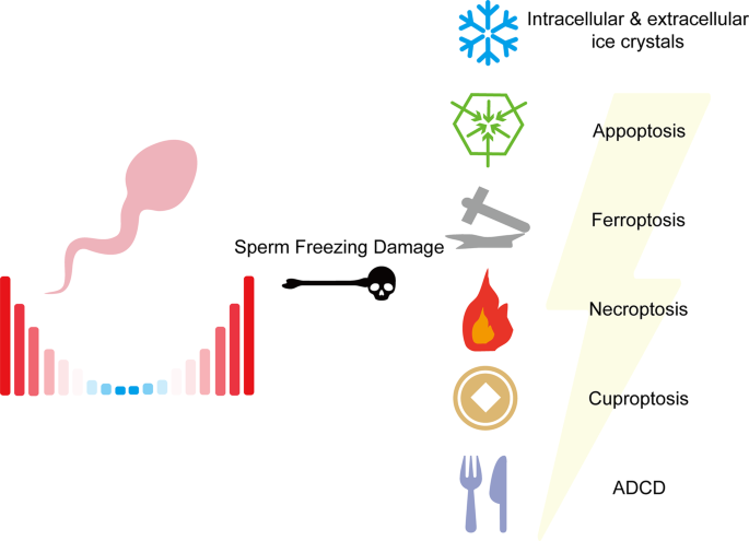 Sperm freezing damage: the role of regulated cell death