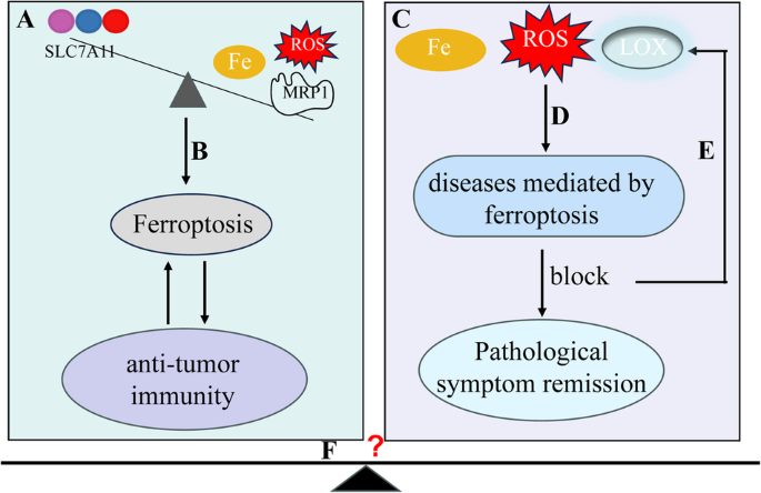 glutathione and acetaminophen toxicity Metabolic pathway for NAPQI formation and detoxification by conjugation...