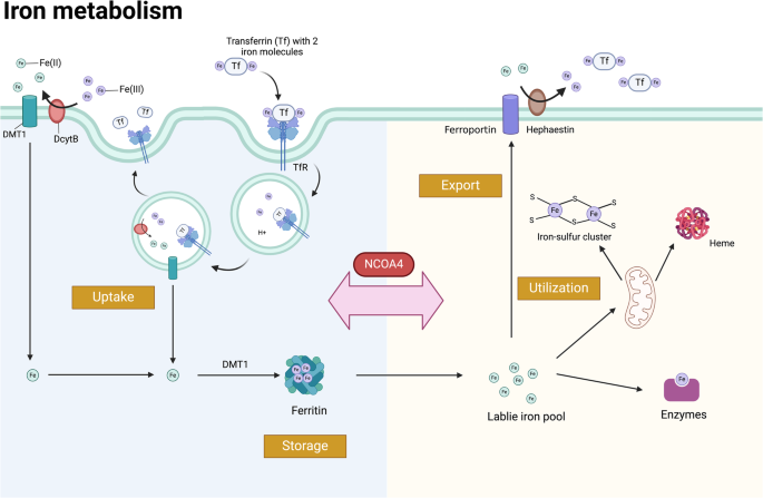 domai.com-irin-nude The emerging role of nuclear receptor coactivator 4 in health and disease:  a novel bridge between iron metabolism and immunity | Cell Death Discovery
