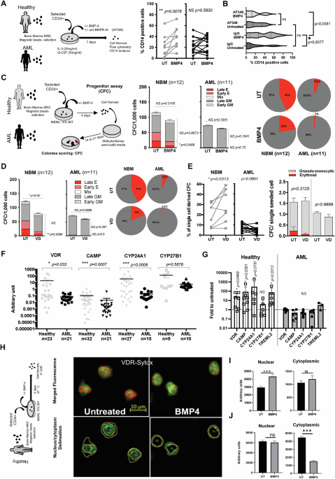 Human myeloid differentiation by bmp4 signaling through the vdr pathway in acute myeloid leukemia