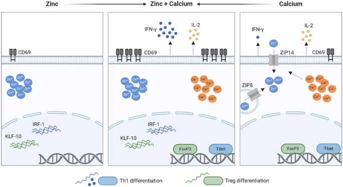 Ca2+ signals are essential for t-cell proliferation, while zn2+ signals are necessary for t helper cell 1 differentiation