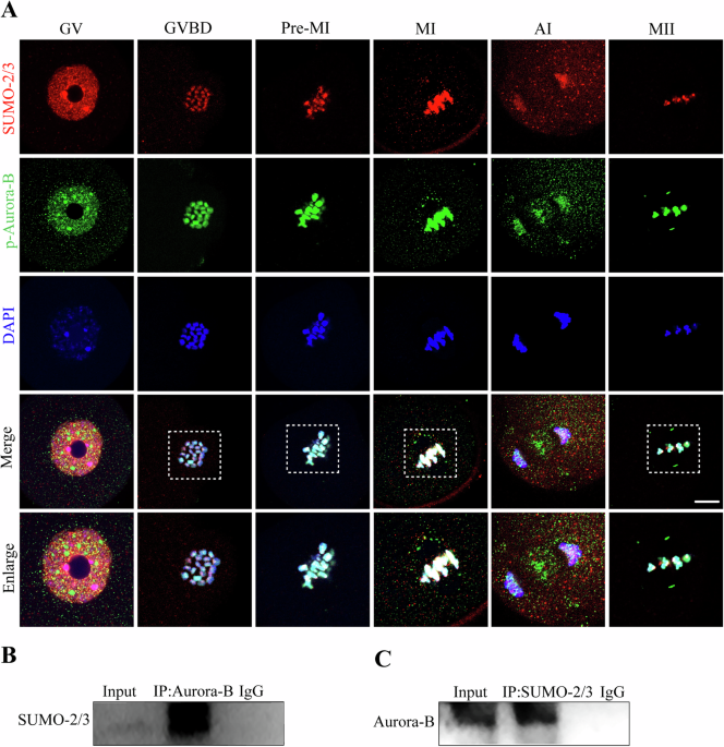 Mutation of the SUMOylation site of Aurora-B disrupts spindle formation ...
