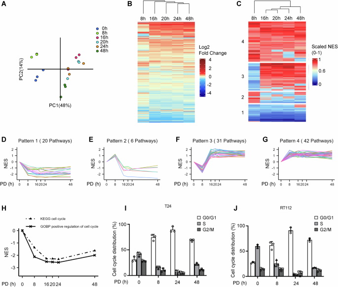 CDK4/6 inhibition initiates cell cycle arrest by nuclear translocation ...