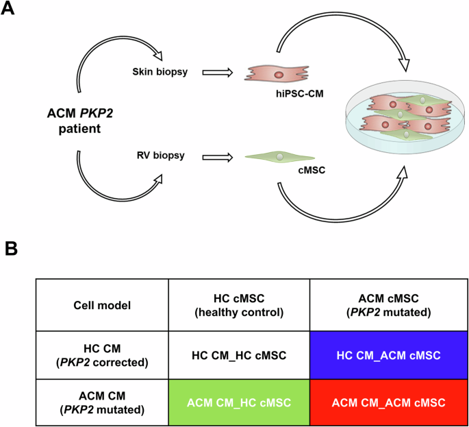 Cardiomyocyte and stromal cell cross-talk influences the pathogenesis of arrhythmogenic cardiomyopathy: a multi-level analysis uncovers dlk1-notch pat