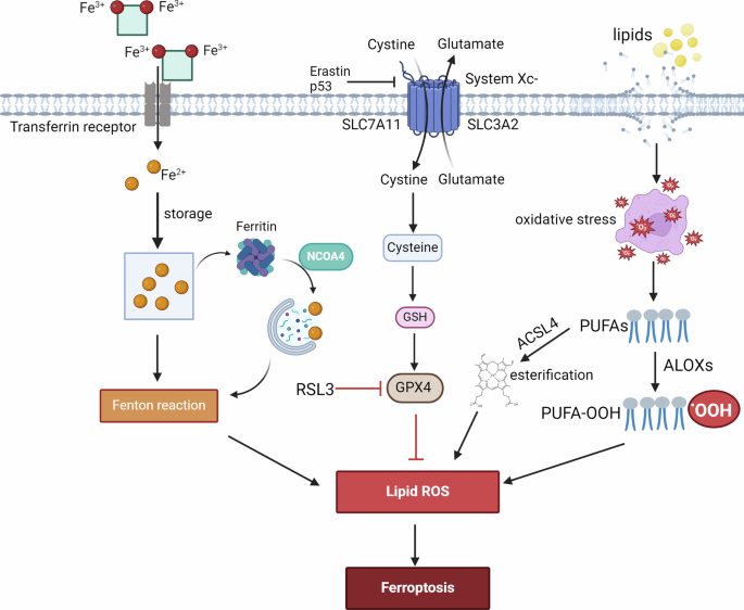glutathione iv or oral Glutathione as a skin whitening agent: Facts, myths, evidence and  controversies