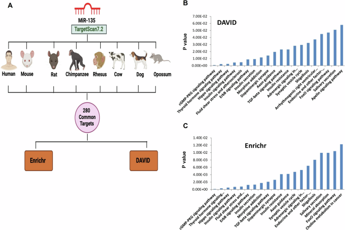 MiRNAs as major players in brain health and disease: current knowledge and future perspectives