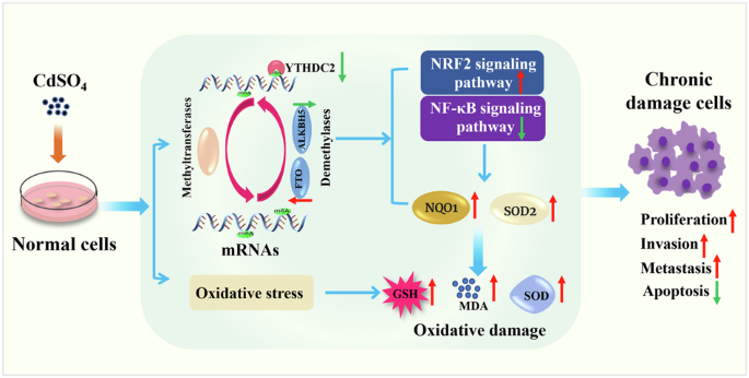 RNA m6A involves in regulation of oxidative stress and apoptosis may ...