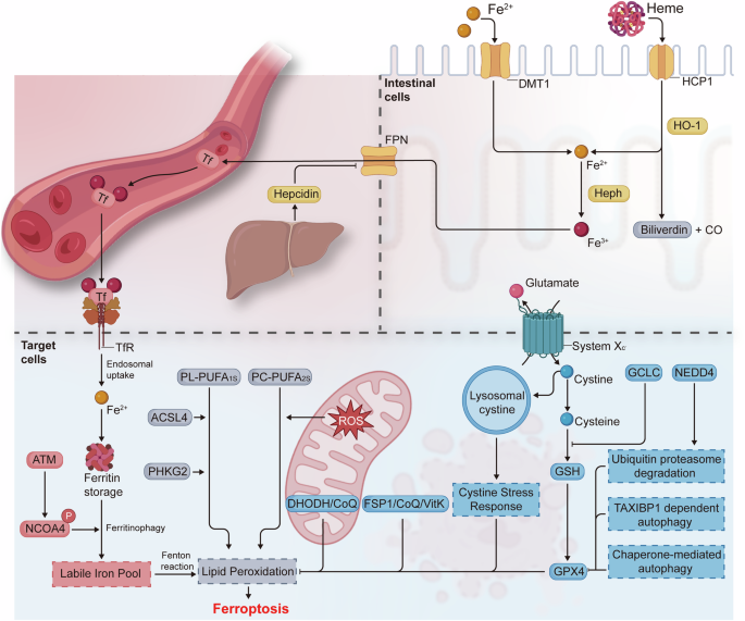 glutathione synthetase deficiency testing Glutathione reductase
