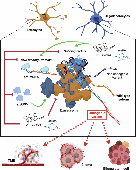 The emerging roles of aberrant alternative splicing in glioma | Cell ...
