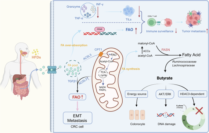 intestinal microbiota metabolism of l carnitine Intestinal microbiota metabolism of l-carnitine, a nutrient in red meat,  promotes atherosclerosis