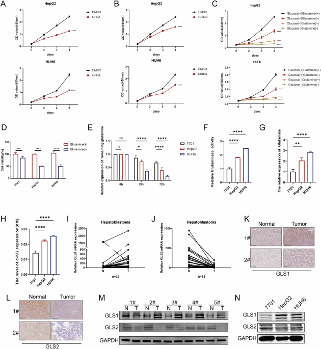 glutamine 1ml glutathione 1ml supplementation reverses manganese neurotoxicity by eliciting the mitochondrial unfolded protein response O-GlcNAcylation of glutaminase isoform KGA
