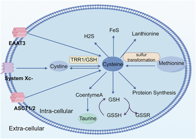 Disulfidptosis in tumor progression | Cell Death Discovery