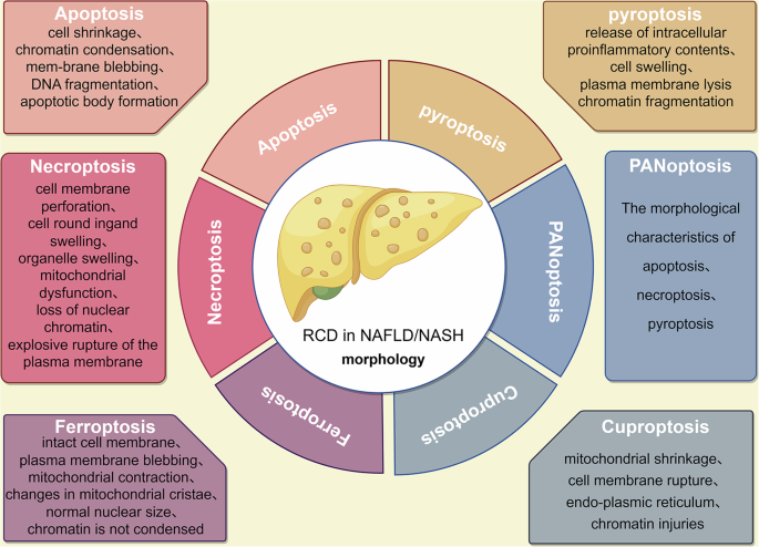 Killing hepatocellular carcinoma in the NAFLD/NASH stage: a comprehensive  perspective on targeting regulated cell death | Cell Death Discovery