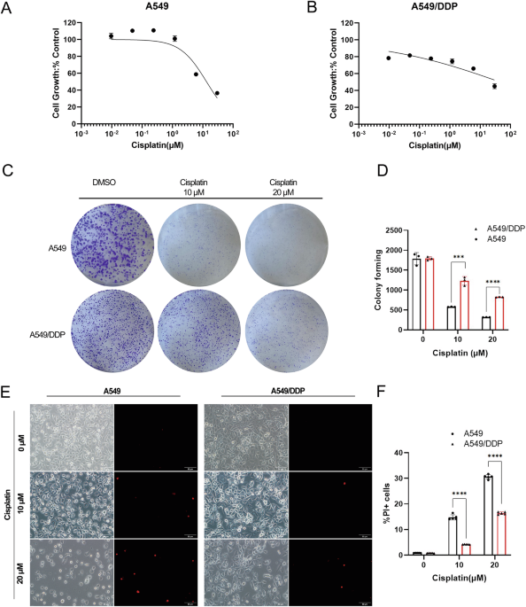 The Nrf2-HMOX1 pathway as a therapeutic target for reversing cisplatin  resistance in non-small cell lung cancer via inhibiting ferroptosis | Cell  Death Discovery