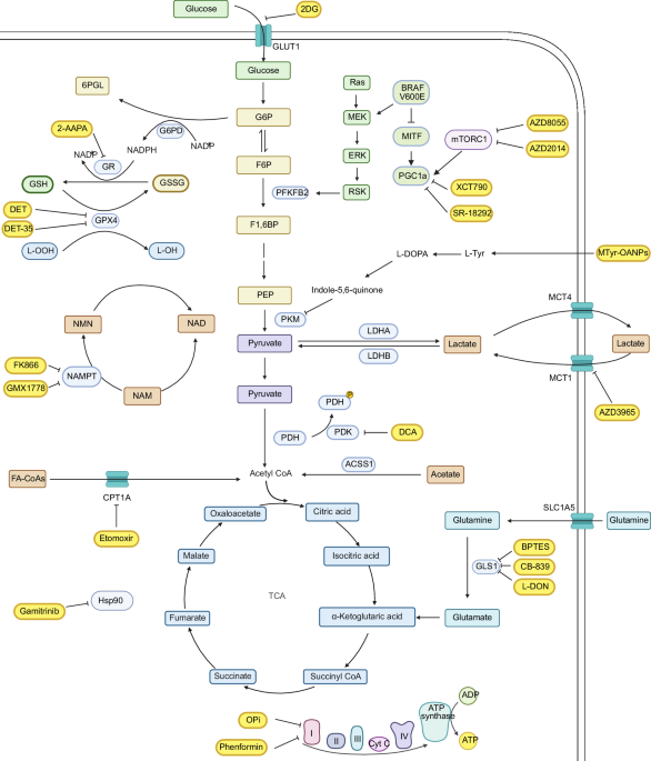 Metabolic reprogramming in melanoma therapy | Cell Death Discovery