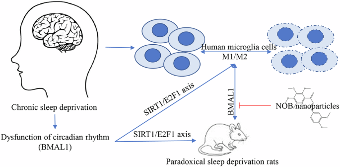 Nobiletin (NOB) nanoparticles ameliorate chronic paradoxical sleep ...